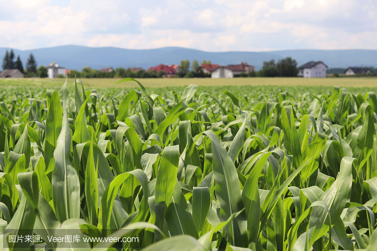 克莱门特玉米。成熟是未来的收获。农业部门的农业产业。工厂农场。谷类作物的种植食物和健康的来源。